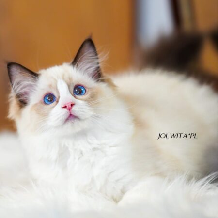 WhatsApp Image 2024-11-19 at 23.10.43 (1)