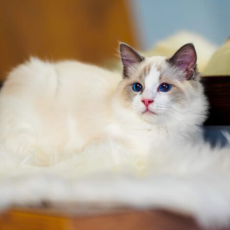 WhatsApp Image 2024-11-19 at 23.10.43