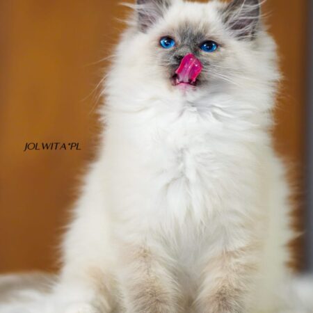 WhatsApp Image 2024-11-19 at 23.10.44 (3)