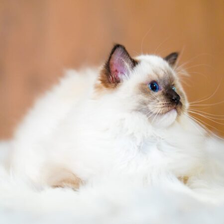 WhatsApp Image 2024-11-19 at 23.10.45 (2)