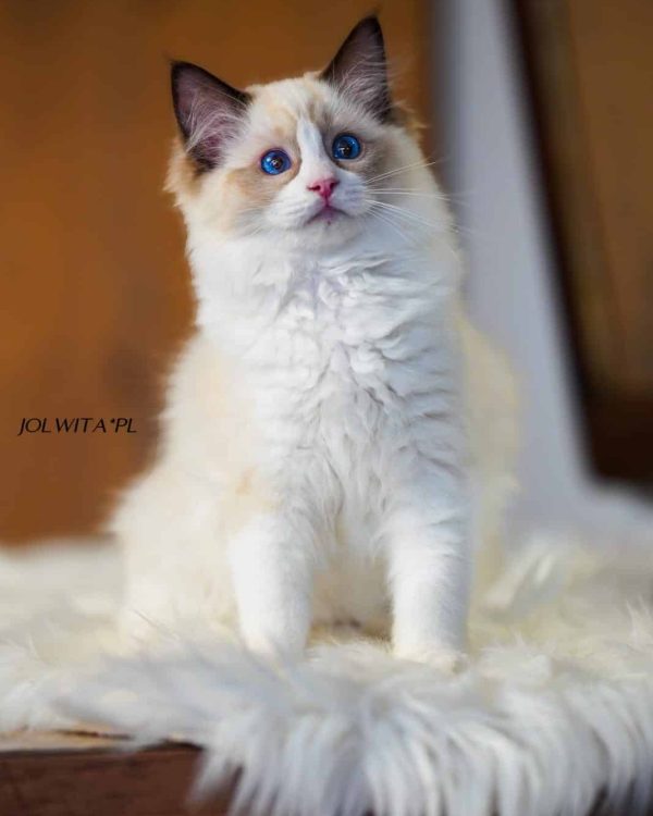 WhatsApp Image 2024-11-19 at 23.10.44 (1)