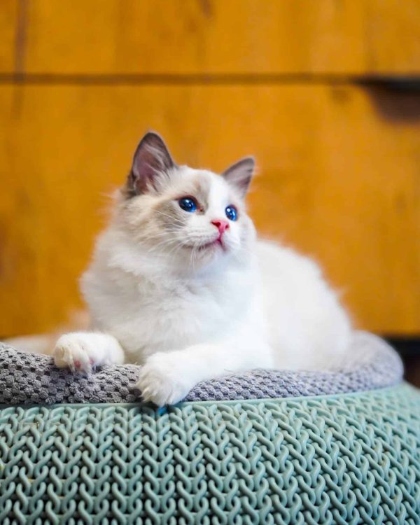 WhatsApp Image 2024-11-19 at 23.10.44 (11)