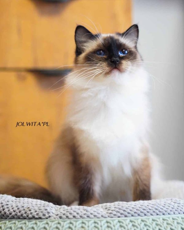 WhatsApp Image 2024-11-19 at 23.10.44 (2)