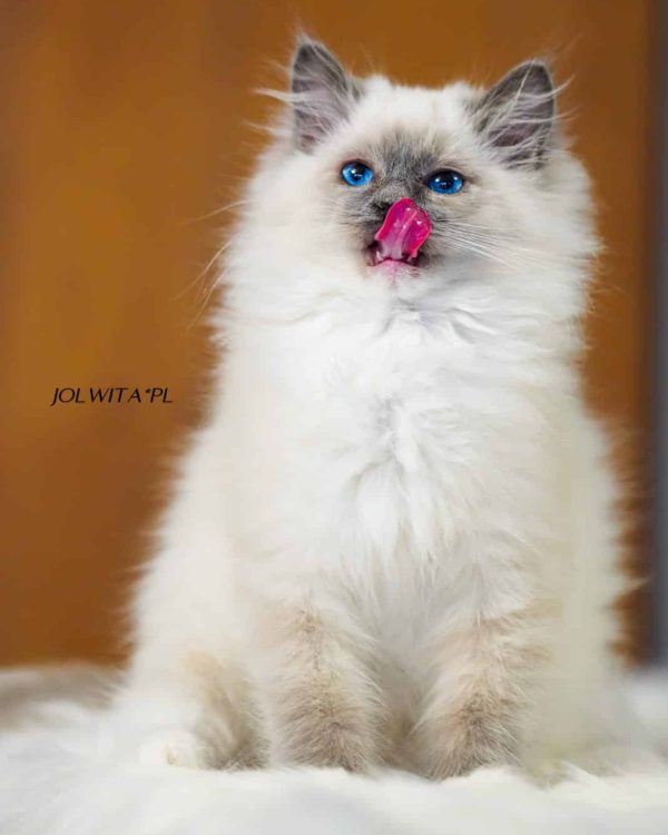 WhatsApp Image 2024-11-19 at 23.10.44 (3)