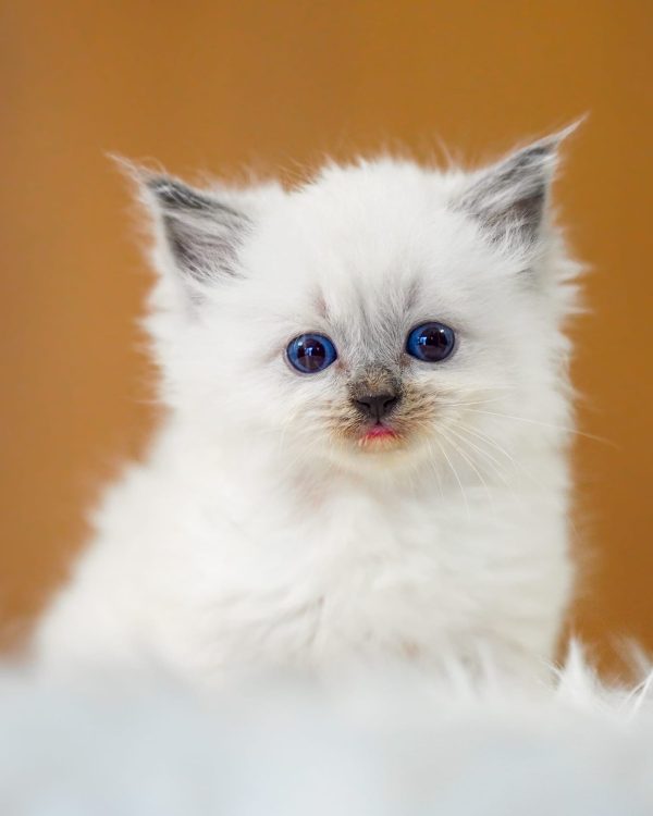 WhatsApp Image 2024-11-19 at 23.10.44 (4)