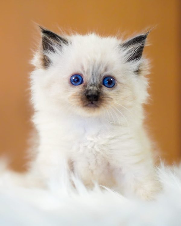 WhatsApp Image 2024-11-19 at 23.10.44 (6)