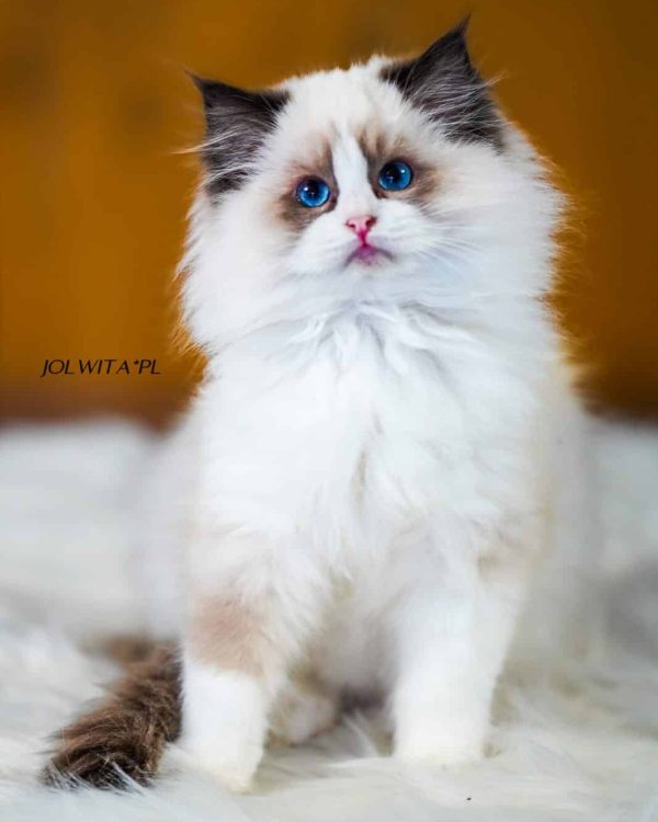 WhatsApp Image 2024-11-19 at 23.10.44 (7)