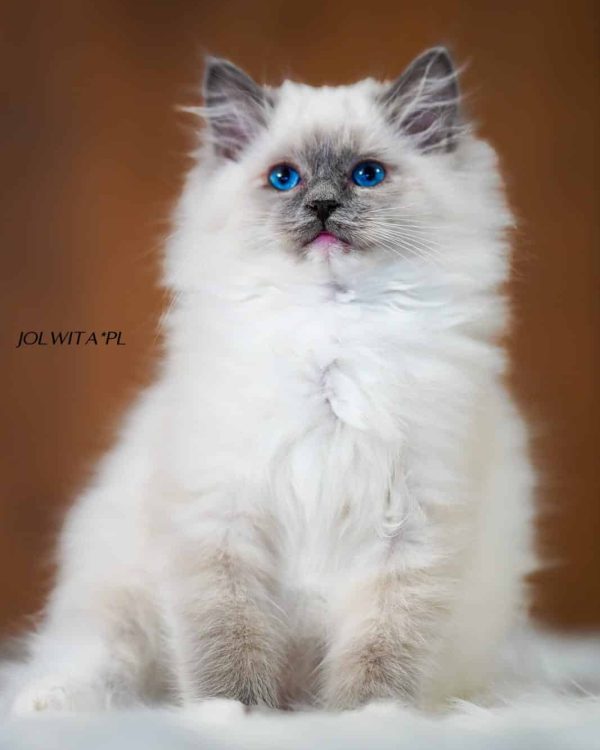 WhatsApp Image 2024-11-19 at 23.10.44