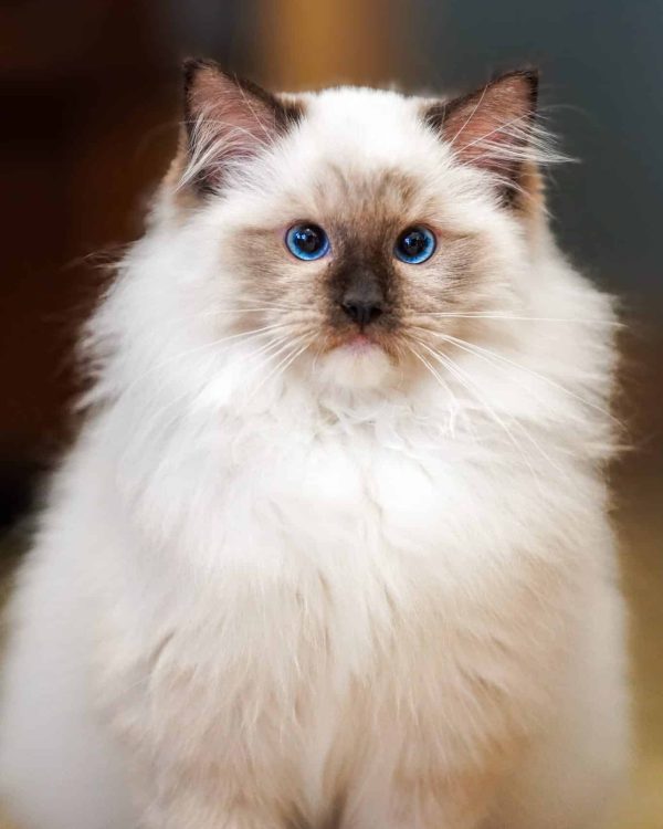 WhatsApp Image 2024-11-19 at 23.10.45 (1)