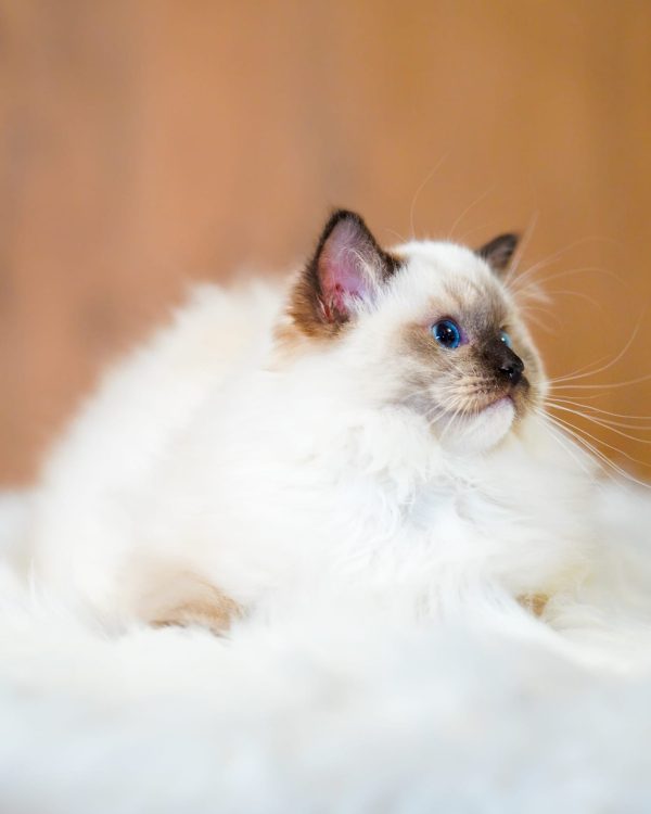 WhatsApp Image 2024-11-19 at 23.10.45 (2)