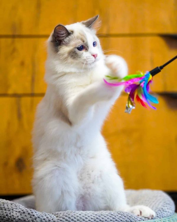 WhatsApp Image 2024-11-19 at 23.10.45 (3)